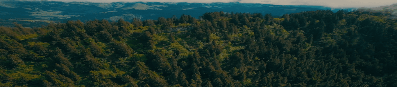 About - BNZ Green